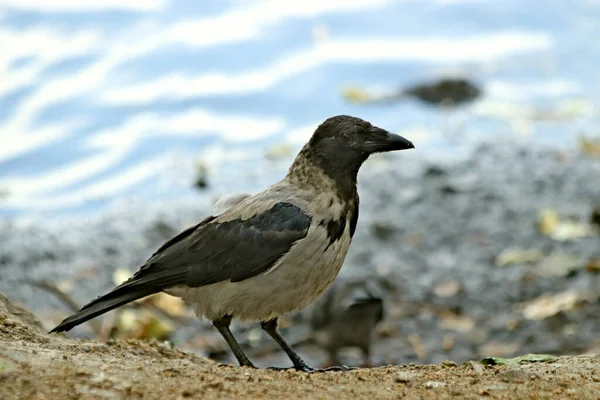 夏のシティパークでは 猫や犬 カラス アヒル フクロウなどの鳥に会うことができます 異なる種類の花 ライラック ピンク ローズヒップや他の果物 — ストック写真