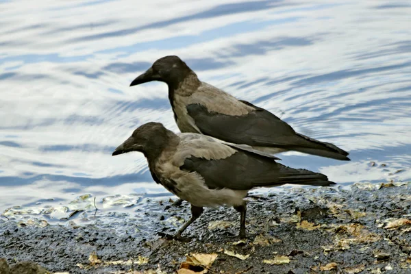 Stadtpark Kann Man Sommer Katzen Und Hunde Krähen Spatzen Tauben — Stockfoto