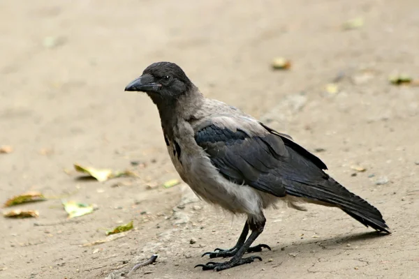 여름에는 공원에서 고양이 까마귀 비둘기 올빼미 새들을 수있다 종류의 라일락 — 스톡 사진