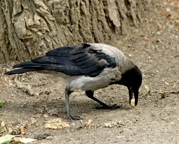 Stadtpark Kann Man Sommer Katzen Und Hunde Krähen Spatzen Tauben — Stockfoto