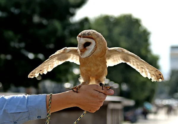 In the city Park in summer you can meet cats and dogs, crows, sparrows, pigeons, ducks on the water, owls and other birds. Flowers of different types, red, yellow, lilac, pink, white, rosehip and other fruits