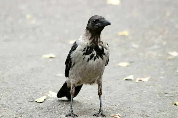 夏のシティパークでは 猫や犬 カラス アヒル フクロウなどの鳥に会うことができます 異なる種類の花 ライラック ピンク ローズヒップや他の果物 — ストック写真