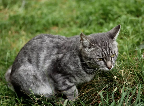 Városligetben Nyáron Találkozhat Macskákkal Kutyákkal Varjakkal Verébekkel Galambokkal Kacsákkal Vízen — Stock Fotó