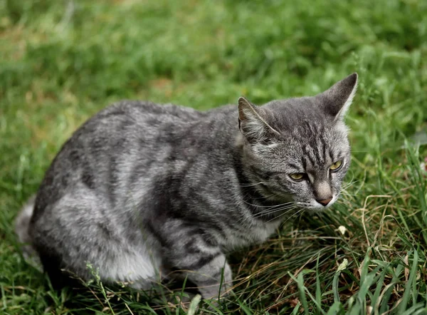 In the city Park in summer you can meet cats and dogs, crows, sparrows, pigeons, ducks on the water, owls and other birds. Flowers of different types, red, yellow, lilac, pink, white, rosehip and other fruits