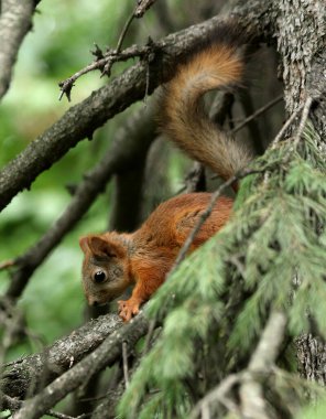 Parkta sincaplar, köpekler, kargalar, serçeler, güvercinler, su üzerinde ördekler ve martılar, farklı türde çiçekler, elmalar ve diğer meyveler, çamlar ve huş ağaçları, bataklık, küçük mimari formlar bulabilirsiniz.