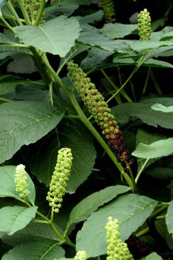 Parkta sincaplar, köpekler, kargalar, serçeler, güvercinler, su üzerinde ördekler ve martılar, farklı türde çiçekler, elmalar ve diğer meyveler, çamlar ve huş ağaçları, bataklık, küçük mimari formlar bulabilirsiniz.