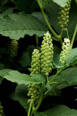 Parkta sincaplar, köpekler, kargalar, serçeler, güvercinler, su üzerinde ördekler ve martılar, farklı türde çiçekler, elmalar ve diğer meyveler, çamlar ve huş ağaçları, bataklık, küçük mimari formlar bulabilirsiniz.