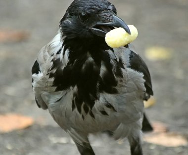 Parkta sincaplar, köpekler, kargalar, serçeler, güvercinler, su üzerinde ördekler ve martılar, farklı türde çiçekler, elmalar ve diğer meyveler, çamlar ve huş ağaçları, bataklık, küçük mimari formlar bulabilirsiniz.