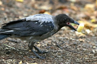 Parkta sincaplar, köpekler, kargalar, serçeler, güvercinler, su üzerinde ördekler ve martılar, farklı türde çiçekler, elmalar ve diğer meyveler, çamlar ve huş ağaçları, bataklık, küçük mimari formlar bulabilirsiniz.