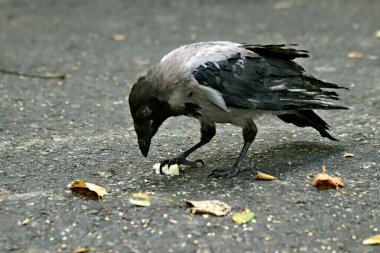 Parkta sincaplar, köpekler, kargalar, serçeler, güvercinler, su üzerinde ördekler ve martılar, farklı türde çiçekler, elmalar ve diğer meyveler, çamlar ve huş ağaçları, bataklık, küçük mimari formlar bulabilirsiniz.