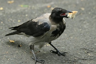 Parkta sincaplar, köpekler, kargalar, serçeler, güvercinler, su üzerinde ördekler ve martılar, farklı türde çiçekler, elmalar ve diğer meyveler, çamlar ve huş ağaçları, bataklık, küçük mimari formlar bulabilirsiniz.
