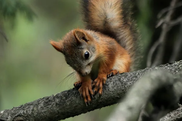 Park You Can Find Squirrels Dogs Crows Sparrows Pigeons Ducks — Stock Photo, Image