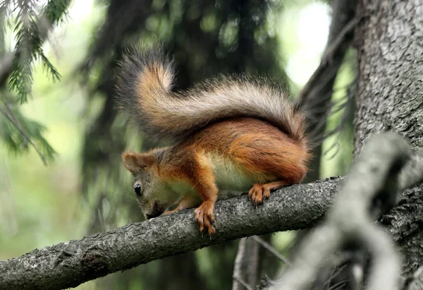 Park You Can Find Squirrels Dogs Crows Sparrows Pigeons Ducks — Stock Photo, Image