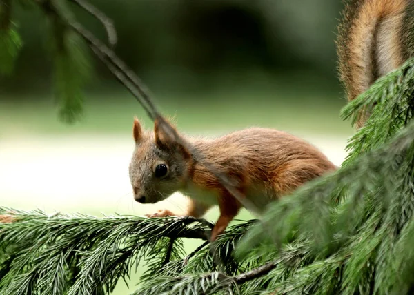 Park Finden Sie Eichhörnchen Hunde Krähen Sperlinge Tauben Enten Und — Stockfoto