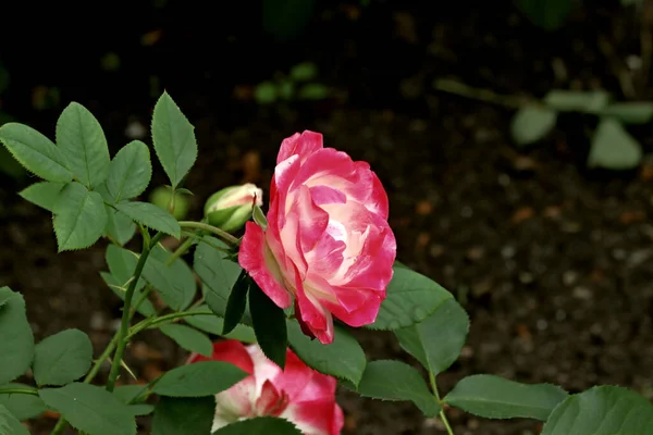 公園ではリス カラス アヒルやカモメ さまざまな種類の花 リンゴや他の果物 松や白樺 小さな建築形態を見つけることができます — ストック写真