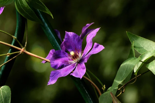 公園ではリス カラス アヒルやカモメ さまざまな種類の花 リンゴや他の果物 松や白樺 小さな建築形態を見つけることができます — ストック写真