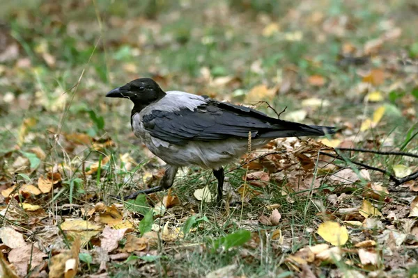 Parque Pueden Encontrar Ardillas Perros Cuervos Gorriones Palomas Patos Gaviotas —  Fotos de Stock