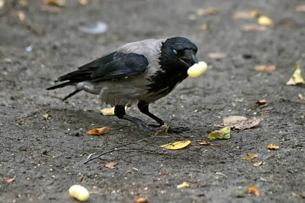 Parque Pueden Encontrar Ardillas Perros Cuervos Gorriones Palomas Patos Gaviotas — Foto de Stock