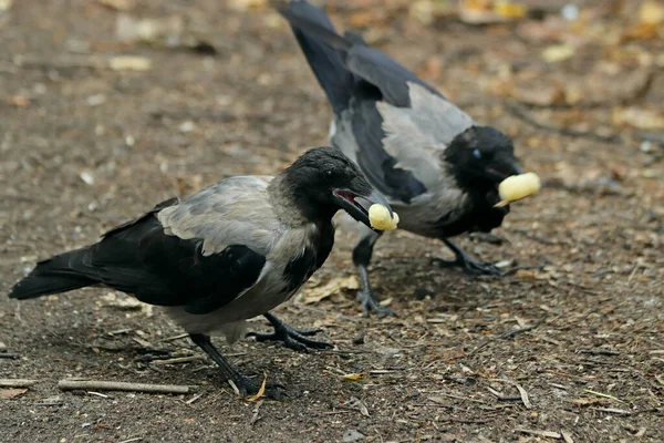Parkta Sincaplar Köpekler Kargalar Serçeler Güvercinler Üzerinde Ördekler Martılar Farklı — Stok fotoğraf