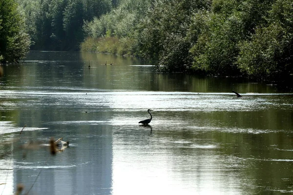 Het Park Vindt Eekhoorns Honden Kraaien Mussen Duiven Eenden Meeuwen Rechtenvrije Stockfoto's