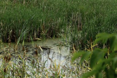 Parkta sincaplar, köpekler, kargalar, serçeler, güvercinler, su üzerinde ördekler ve martılar, farklı türde çiçekler, elmalar ve diğer meyveler, çamlar ve huş ağaçları, bataklık, küçük mimari formlar bulabilirsiniz.