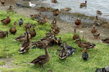 Parkta sincaplar, köpekler, kargalar, serçeler, güvercinler, su üzerinde ördekler ve martılar, farklı türde çiçekler, elmalar ve diğer meyveler, çamlar ve huş ağaçları, bataklık, küçük mimari formlar bulabilirsiniz.