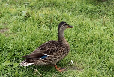 Parkta sincaplar, köpekler, kargalar, serçeler, güvercinler, su üzerinde ördekler ve martılar, farklı türde çiçekler, elmalar ve diğer meyveler, çamlar ve huş ağaçları, bataklık, küçük mimari formlar bulabilirsiniz.