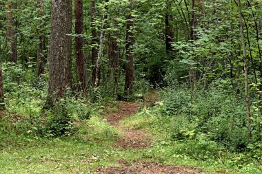 Parkta sincaplar, köpekler, kargalar, serçeler, güvercinler, su üzerinde ördekler ve martılar, farklı türde çiçekler, elmalar ve diğer meyveler, çamlar ve huş ağaçları, bataklık, küçük mimari formlar bulabilirsiniz.