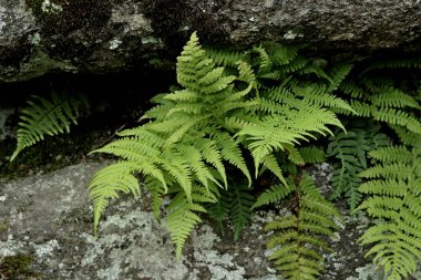Parkta sincaplar, köpekler, kargalar, serçeler, güvercinler, su üzerinde ördekler ve martılar, farklı türde çiçekler, elmalar ve diğer meyveler, çamlar ve huş ağaçları, bataklık, küçük mimari formlar bulabilirsiniz.