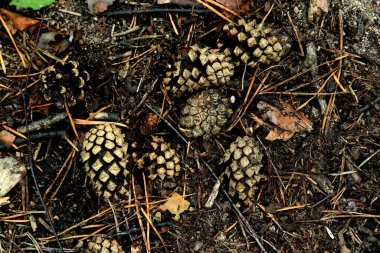 Parkta sincaplar, köpekler, kargalar, serçeler, güvercinler, su üzerinde ördekler ve martılar, farklı türde çiçekler, elmalar ve diğer meyveler, çamlar ve huş ağaçları, bataklık, küçük mimari formlar bulabilirsiniz.