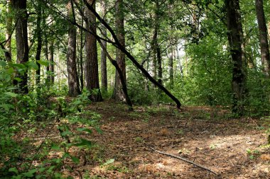 Parkta sincaplar, köpekler, kargalar, serçeler, güvercinler, su üzerinde ördekler ve martılar, farklı türde çiçekler, elmalar ve diğer meyveler, çamlar ve huş ağaçları, bataklık, küçük mimari formlar bulabilirsiniz.