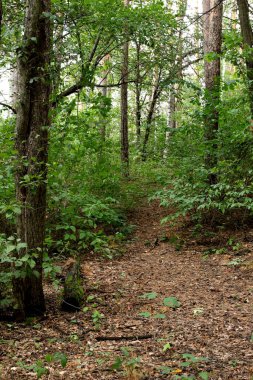 Parkta sincaplar, köpekler, kargalar, serçeler, güvercinler, su üzerinde ördekler ve martılar, farklı türde çiçekler, elmalar ve diğer meyveler, çamlar ve huş ağaçları, bataklık, küçük mimari formlar bulabilirsiniz.