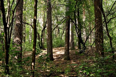 Parkta sincaplar, köpekler, kargalar, serçeler, güvercinler, su üzerinde ördekler ve martılar, farklı türde çiçekler, elmalar ve diğer meyveler, çamlar ve huş ağaçları, bataklık, küçük mimari formlar bulabilirsiniz.