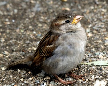 Parkta sincaplar, köpekler, kargalar, serçeler, güvercinler, su üzerinde ördekler ve martılar, farklı türde çiçekler, elmalar ve diğer meyveler, çamlar ve huş ağaçları, bataklık, küçük mimari formlar bulabilirsiniz.