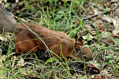 Parkta sincaplar, köpekler, kargalar, serçeler, güvercinler, su üzerinde ördekler ve martılar, farklı türde çiçekler, elmalar ve diğer meyveler, çamlar ve huş ağaçları, bataklık, küçük mimari formlar bulabilirsiniz.