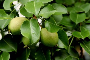 Parkta sincaplar, köpekler, kargalar, serçeler, güvercinler, su üzerinde ördekler ve martılar, farklı türde çiçekler, elmalar ve diğer meyveler, çamlar ve huş ağaçları, bataklık, küçük mimari formlar bulabilirsiniz.