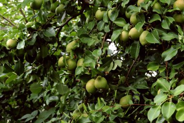 Parkta sincaplar, köpekler, kargalar, serçeler, güvercinler, su üzerinde ördekler ve martılar, farklı türde çiçekler, elmalar ve diğer meyveler, çamlar ve huş ağaçları, bataklık, küçük mimari formlar bulabilirsiniz.