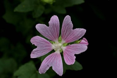 Parkta sincaplar, köpekler, kargalar, serçeler, güvercinler, su üzerinde ördekler ve martılar, farklı türde çiçekler, elmalar ve diğer meyveler, çamlar ve huş ağaçları, bataklık, küçük mimari formlar bulabilirsiniz.