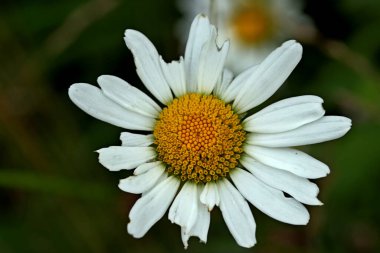 Parkta sincaplar, köpekler, kargalar, serçeler, güvercinler, su üzerinde ördekler ve martılar, farklı türde çiçekler, elmalar ve diğer meyveler, çamlar ve huş ağaçları, bataklık, küçük mimari formlar bulabilirsiniz.