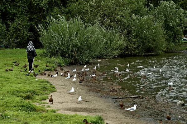Parkta sincaplar, köpekler, kargalar, serçeler, güvercinler, su üzerinde ördekler ve martılar, farklı türde çiçekler, elmalar ve diğer meyveler, çamlar ve huş ağaçları, bataklık, küçük mimari formlar bulabilirsiniz.