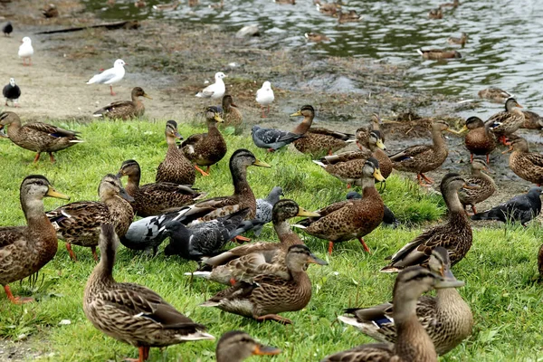 Parkta sincaplar, köpekler, kargalar, serçeler, güvercinler, su üzerinde ördekler ve martılar, farklı türde çiçekler, elmalar ve diğer meyveler, çamlar ve huş ağaçları, bataklık, küçük mimari formlar bulabilirsiniz.