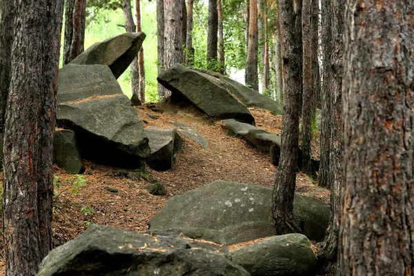 In the Park you can find squirrels, dogs, crows, sparrows, pigeons