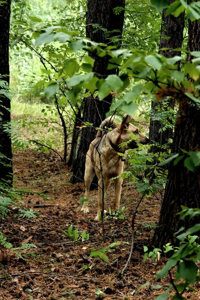 Parque Pueden Encontrar Ardillas Perros Cuervos Gorriones Palomas Patos Gaviotas — Foto de Stock