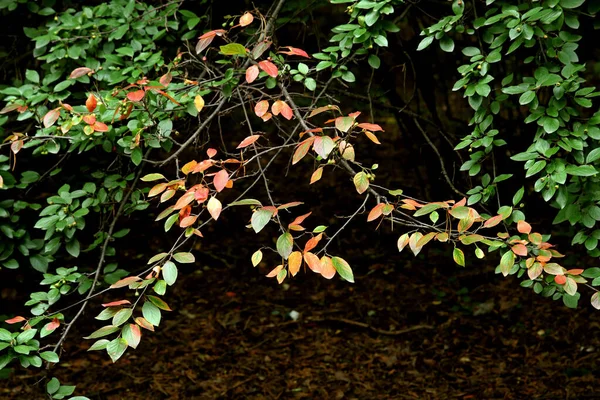 Parkta sincaplar, köpekler, kargalar, serçeler, güvercinler, su üzerinde ördekler ve martılar, farklı türde çiçekler, elmalar ve diğer meyveler, çamlar ve huş ağaçları, bataklık, küçük mimari formlar bulabilirsiniz.