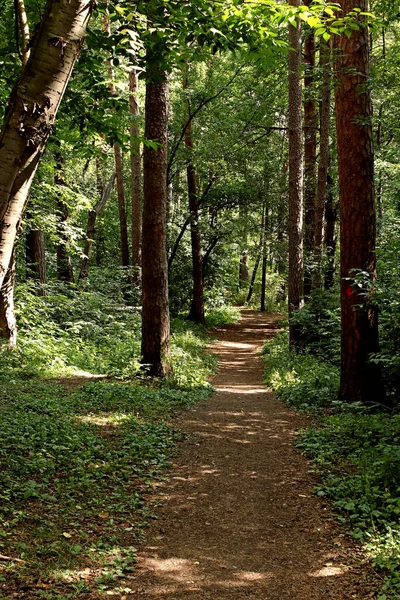 Nel Parco Possono Trovare Scoiattoli Cani Corvi Passeri Piccioni Anatre — Foto Stock