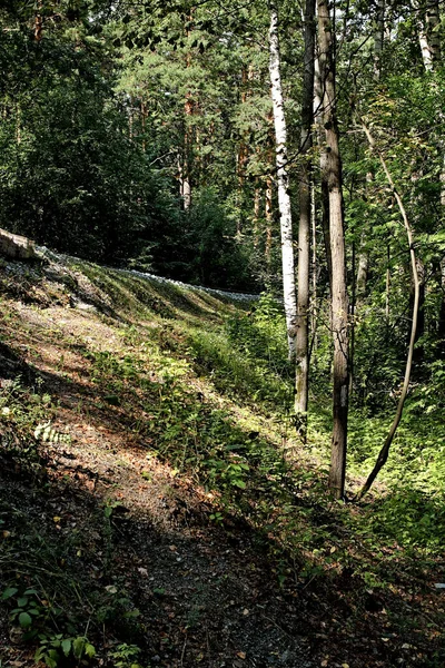 Nel Parco Possono Trovare Scoiattoli Cani Corvi Passeri Piccioni Anatre — Foto Stock