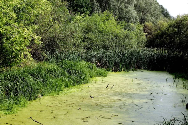 Parkta sincaplar, köpekler, kargalar, serçeler, güvercinler, su üzerinde ördekler ve martılar, farklı türde çiçekler, elmalar ve diğer meyveler, çamlar ve huş ağaçları, bataklık, küçük mimari formlar bulabilirsiniz.