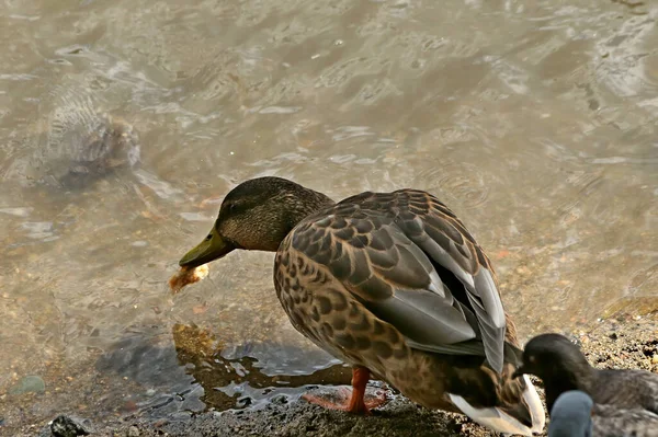 公園ではリス カラス アヒルやカモメ さまざまな種類の花 リンゴや他の果物 松や白樺 小さな建築形態を見つけることができます — ストック写真