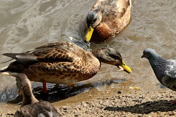 Parque Pueden Encontrar Ardillas Perros Cuervos Gorriones Palomas Patos Gaviotas — Foto de Stock