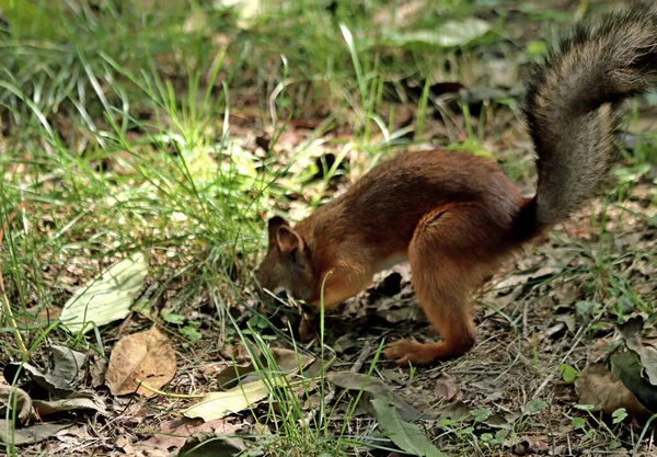 Park Finden Sie Eichhörnchen Hunde Krähen Sperlinge Tauben Enten Und — Stockfoto